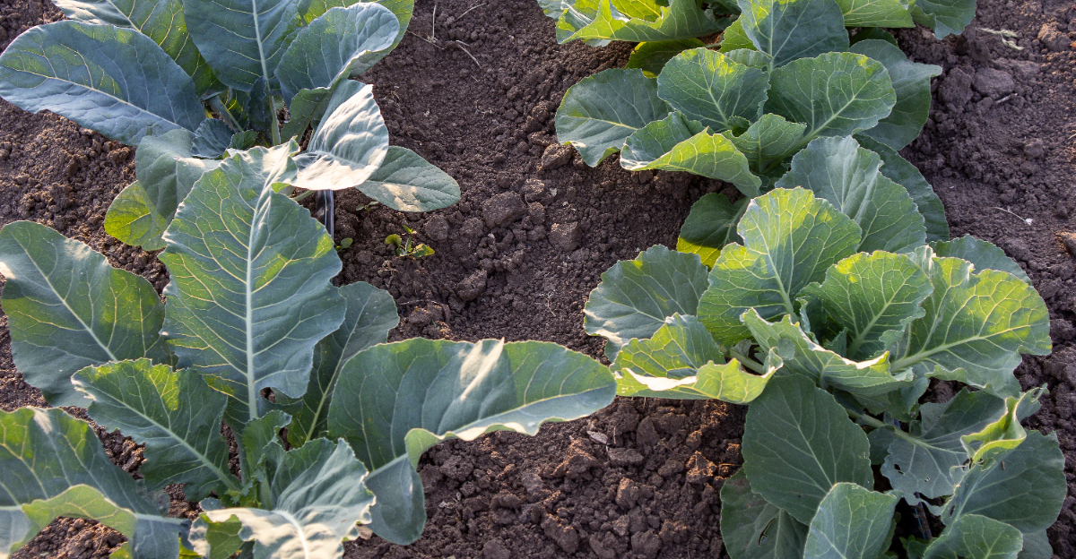 collards