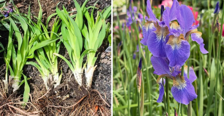 These Pennsylvania Perennials Need To Be Divided In August