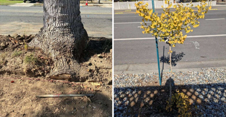 Can You Remove A Street Tree Growing In Front Of Your California Home?
