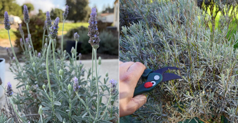 The One Thing California Lavender Needs In September Before It Goes Dormant