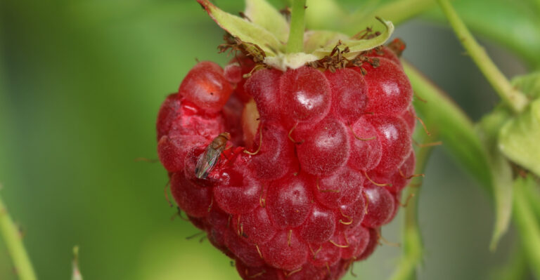 The Fruit Fly Ruining Late Wisconsin Raspberries And Blackberries In September
