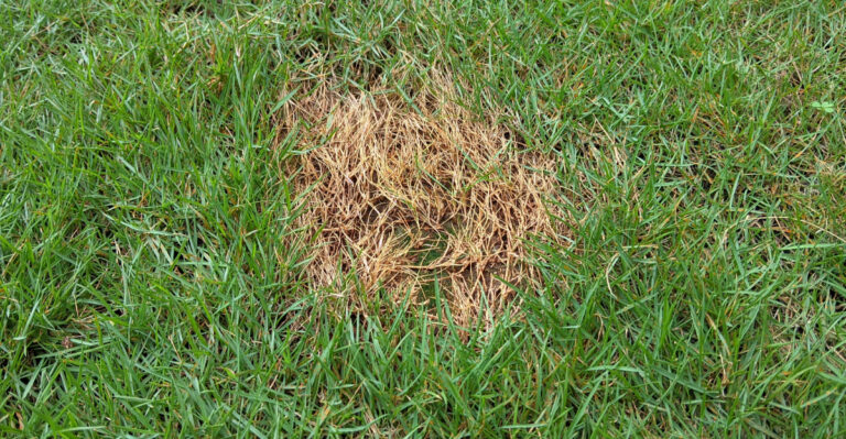 Those Brown Patches In Your New York Lawn Could Mean Something Bigger