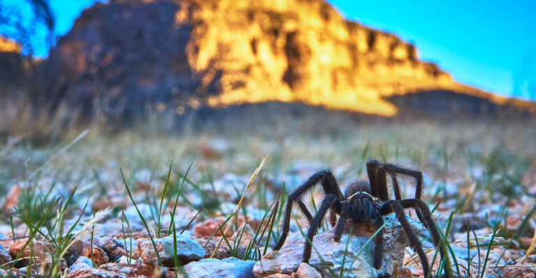 Nevada Is One Of The States Where Tarantulas Are About To Get A Lot More Visible