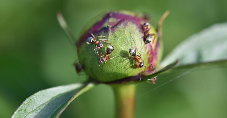 The Real Reason Indiana Peonies Attract Ants Every Summer