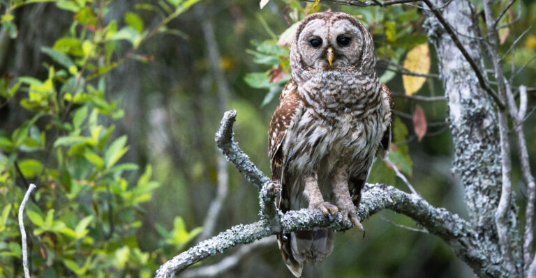 barred owl