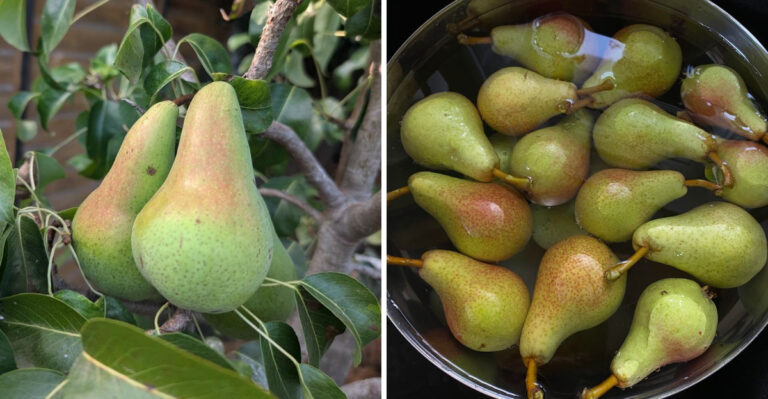 How To Tell When Oregon Pears Are Ready To Pick Before They Feel Ripe
