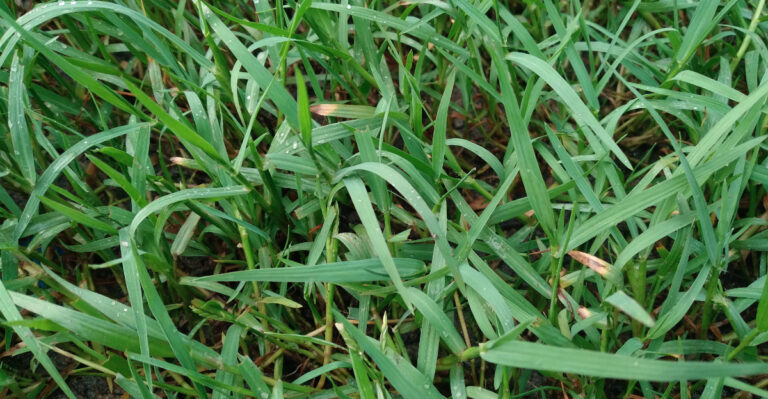 This Invasive Grass Is Quietly Spreading Through Wisconsin Gardens