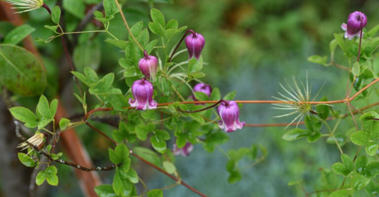 Bell-shaped viorna Clematis flowers