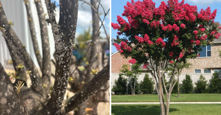 crape myrtle