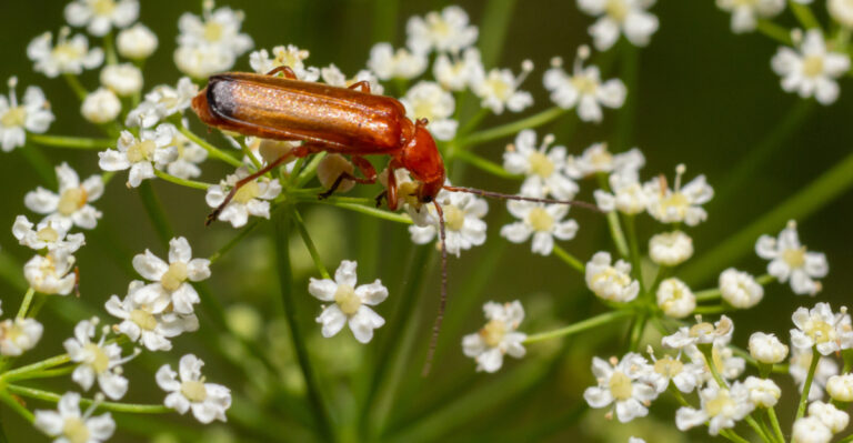 soldier beetle
