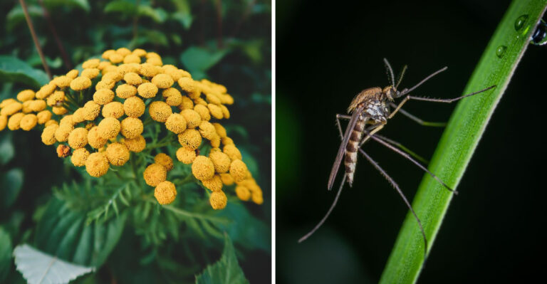 The Misunderstood Flower That Doubles As Nebraska’s Natural Insect Repellent