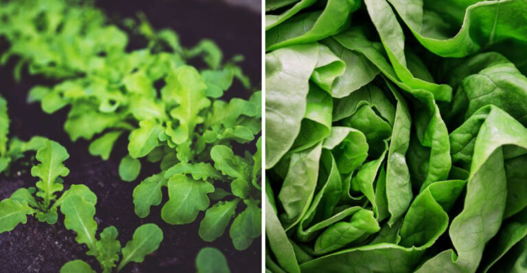 8 Crops Wyoming Gardeners Can Still Plant In August For A Fall Harvest