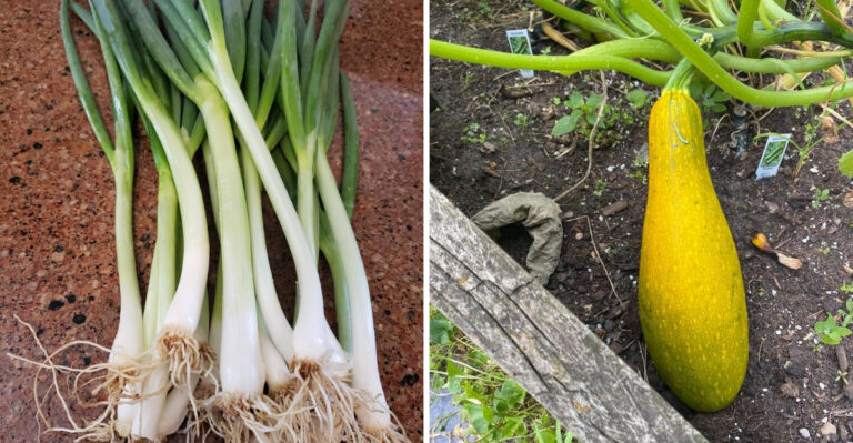 What Florida Gardeners Sow In Mid-August For A Winter Harvest