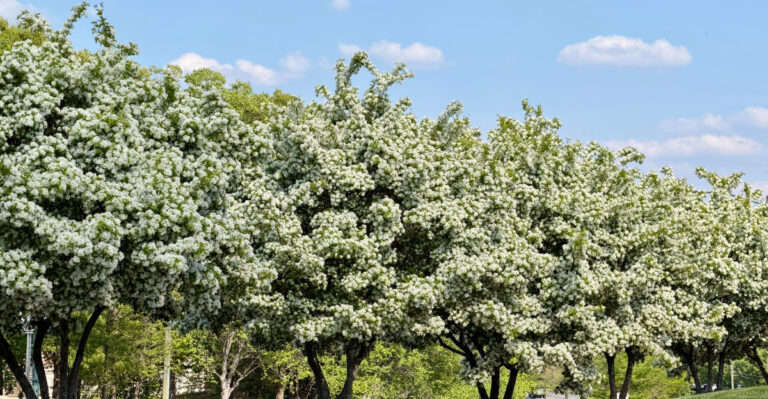The Stunning Virginia Native Tree Most Homeowners Overlook