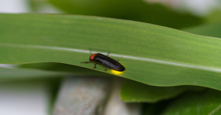 What It Means If Fireflies Are Disappearing From Your Minnesota Yard