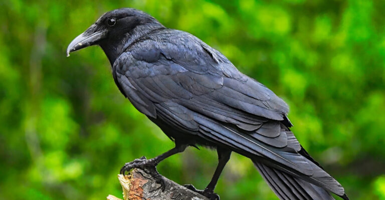 What It Means When Crows Suddenly Gather In Your California Yard