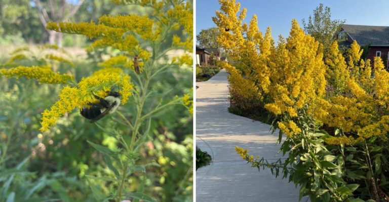 The Yellow Flower Spreading Through Pennsylvania Garden Beds That Pollinators Depend On In Early Fall