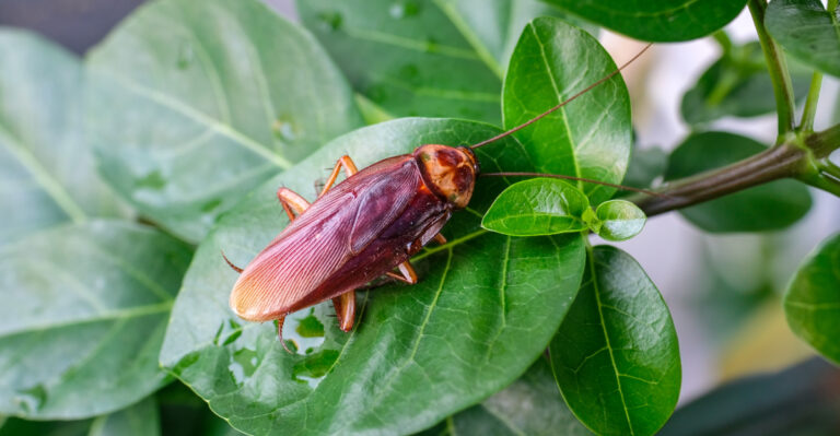This One Watering Mistake Makes Kentucky Cockroach Problems Worse