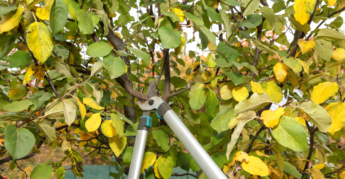 citrus tree (featured image)