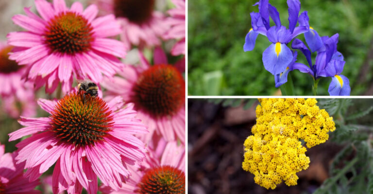 9 Long-Living Flowers That Bloom For Decades In Wyoming Gardens