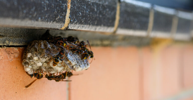 The Early Warning Signs A Wasp Nest Is Forming In Your California Garden Before It’s Too Late