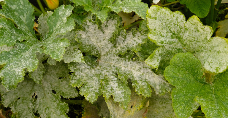 Never Ignore This White Dust Spreading Across Your Missouri Garden Beds