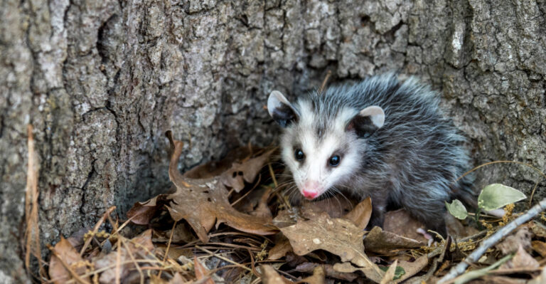 Opossum (featured image)