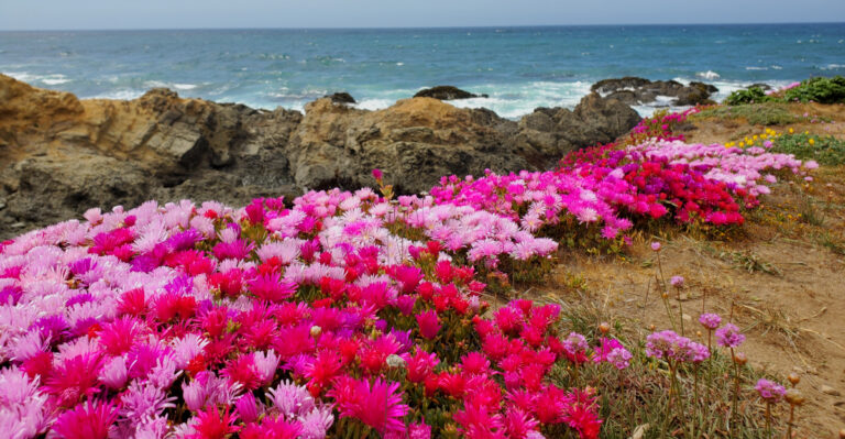 The California Botanical Garden Most Locals Have Never Actually Been To