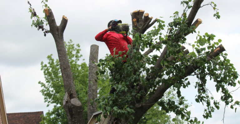 Why Illinois Homeowners Are Ripping Out Bradford Pears This Summer