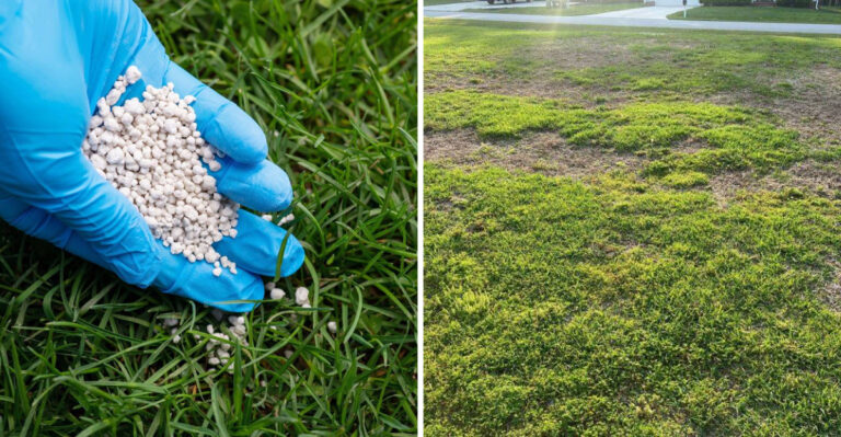 Why Fertilizing Your Georgia Zoysia Lawn In September Can Do More Harm Than Good