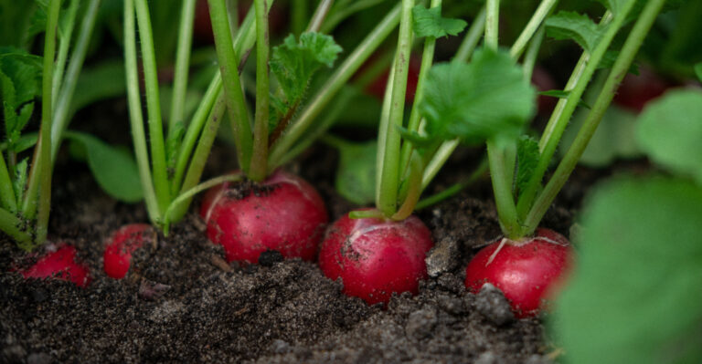 What Oregon Gardeners Should Plant Now Before The Fall Rains Arrive