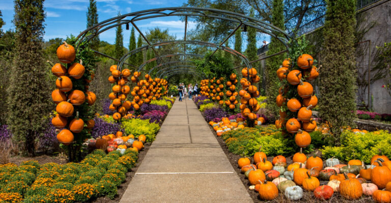 This Tennessee Fall Garden Festival Has A Carnivorous Plant Booth Worth Seeing