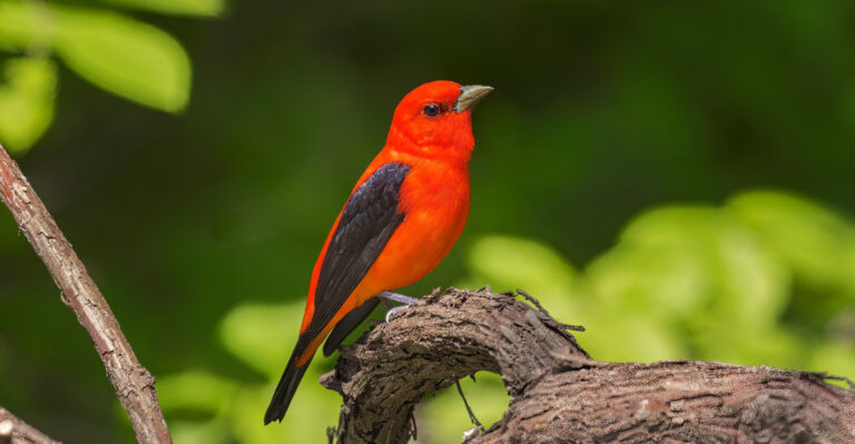 scarlet tanager