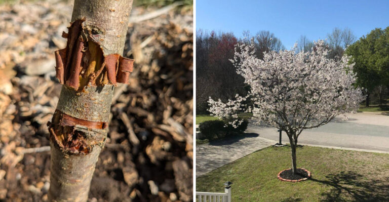 Prune California Stone Fruit Carefully This Month To Avoid Borer And Disease Trouble