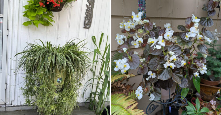 The Porch Plants Arizona Gardeners Swear By For Shady Patios