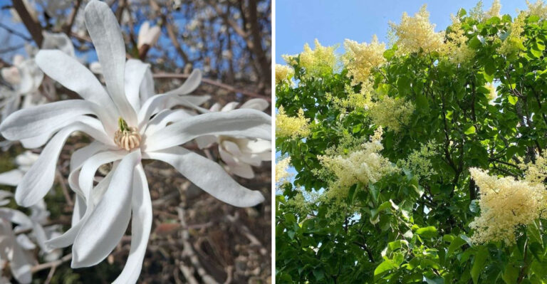 8 Michigan Trees That Cause The Fewest Problems Near Power Lines