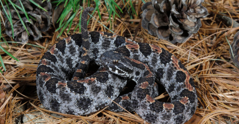 Dusky Pigmy Rattlesnake