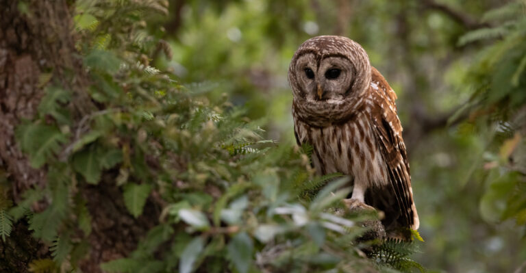 9 Reasons Barred Owls Are Showing Up In Missouri Neighborhoods More Than Ever