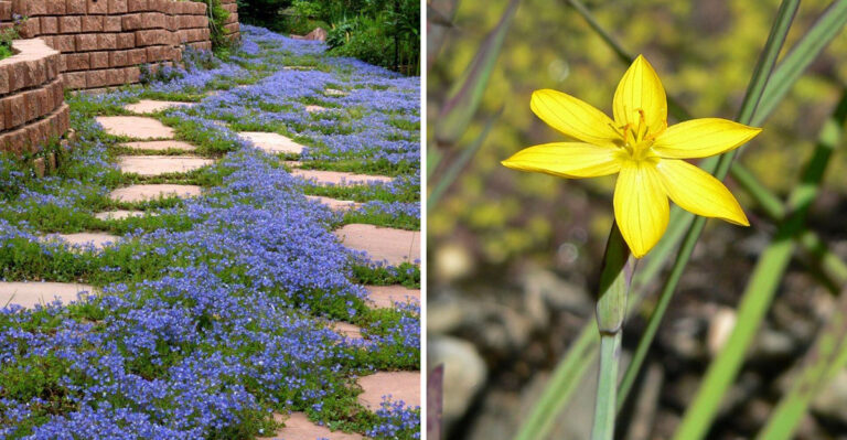 The Low-Growing Oregon Plants That Can Handle Wet Feet Along Driveway Edges