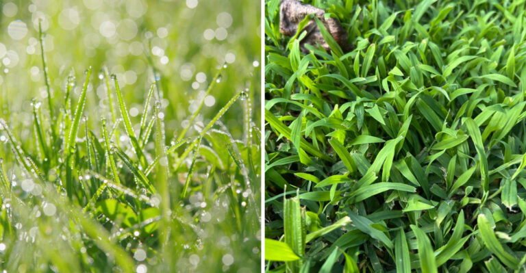 The Watering Mistake That Invites Crabgrass Into Your Lawn
