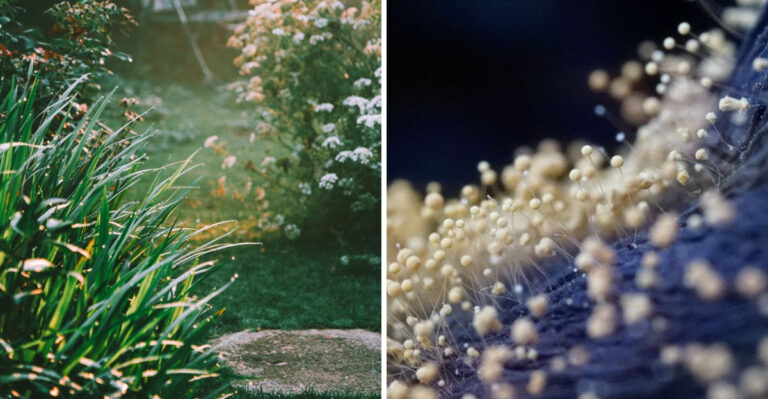 These Are The Reasons Plant Pathogens Thrive In Virginia Gardens During Late Summer