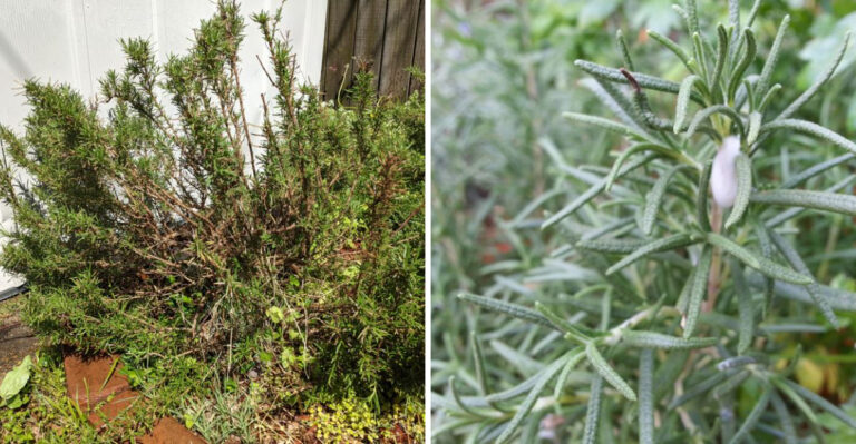 Why Some California Groundcovers Actually Make Fire Risk Worse, Not Better