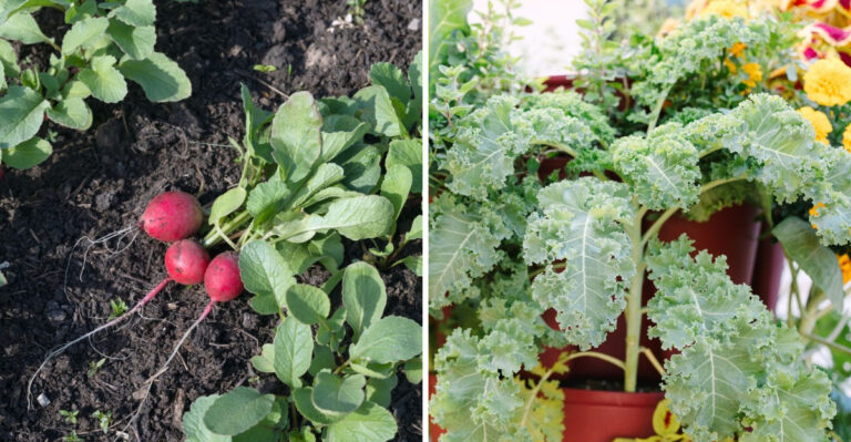 These Greens Can Still Be Direct-Sown In Georgia This September For Thanksgiving