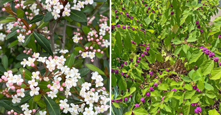Native Florida Shrubs To Plant Instead Of Podocarpus For Privacy This Summer
