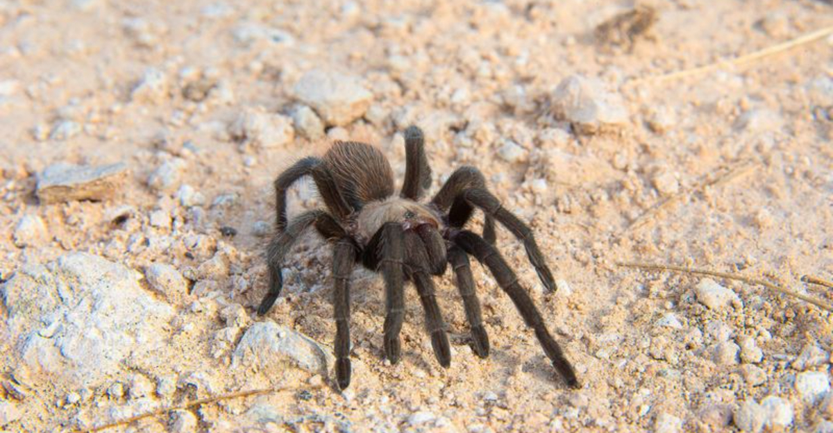 texas tarantula