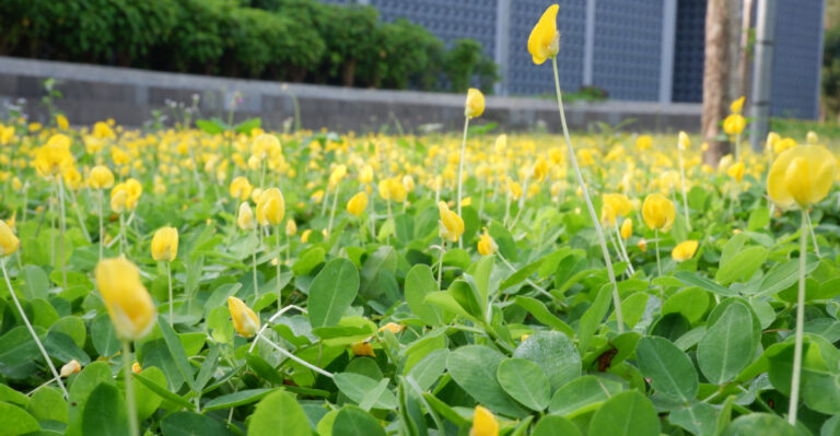 This Florida-Friendly Groundcover Is Replacing Patchy Grass During Water Restrictions