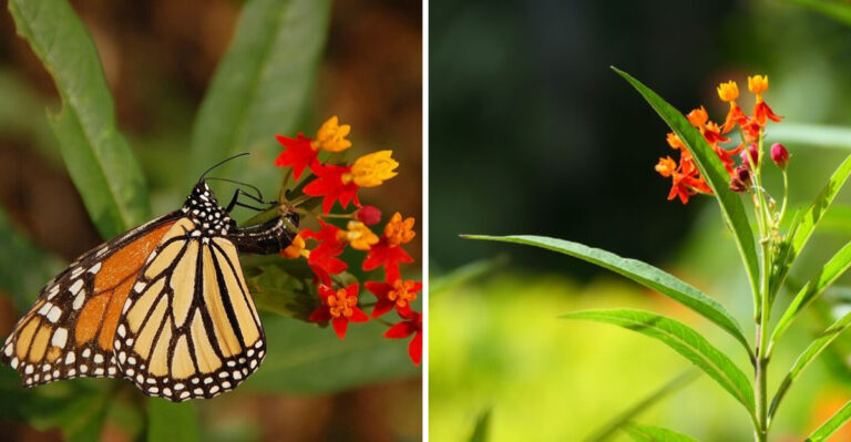 The Native Plant Virginia Gardeners Often Misjudge Until They See It Bloom