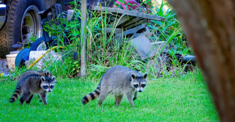 raccoons