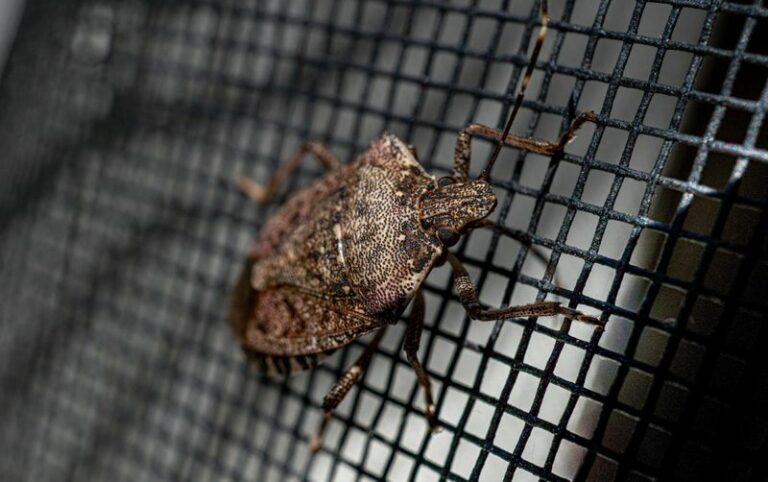 What It Really Means When Stink Bugs Start Sneaking Into Your North Carolina Home This Fall
