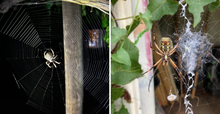 More Orb Weaver Spiders Are Showing Up In Arizona Gardens This September